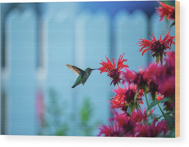 Monarda Didyma Wood Print featuring the photograph Hummingbird and Red Bee Balm II by Rachel Morrison