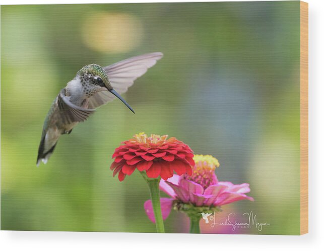 Nature Wood Print featuring the photograph Hummingbird and Zinnias by Linda Shannon Morgan