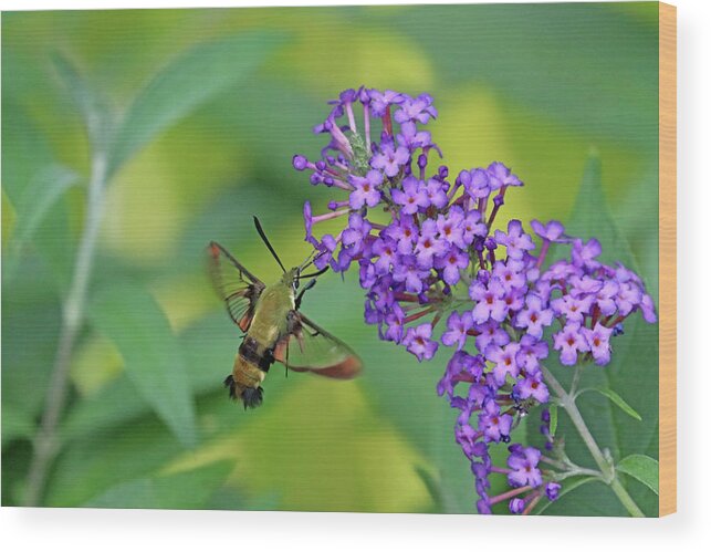 Hummingbird Moth Wood Print featuring the photograph Hummingbird Moth And Buddleia by Debbie Oppermann