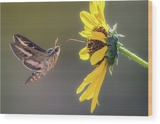 Hyles Lineata Wood Print featuring the photograph Hummingbird Moth Gathering Nectar by Debra Martz