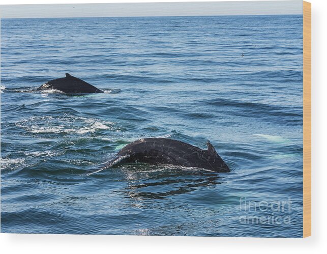 Humpback Wood Print featuring the photograph Humpback and Calf Diving by Lorraine Cosgrove