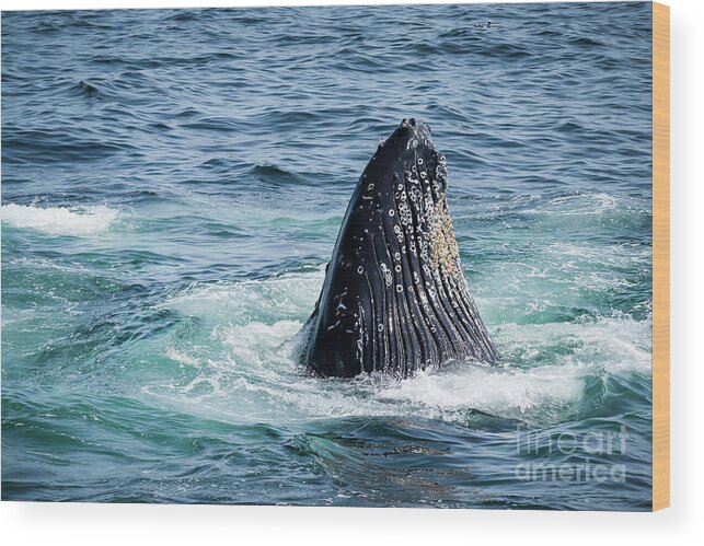 Humpback Wood Print featuring the photograph Humpback Spyhopping by Lorraine Cosgrove