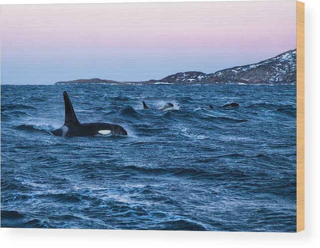 Three Animals Wood Print featuring the photograph Hunting orcas by Kerstin Meyer