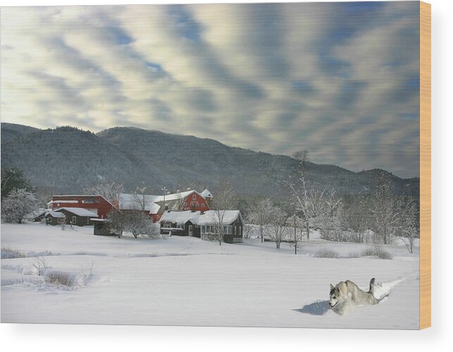 Winter Wood Print featuring the photograph Huskie Freestyle by Wayne King