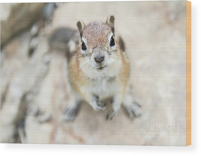 Squirrel Wood Print featuring the photograph Hypno Squirrel by Chris Scroggins