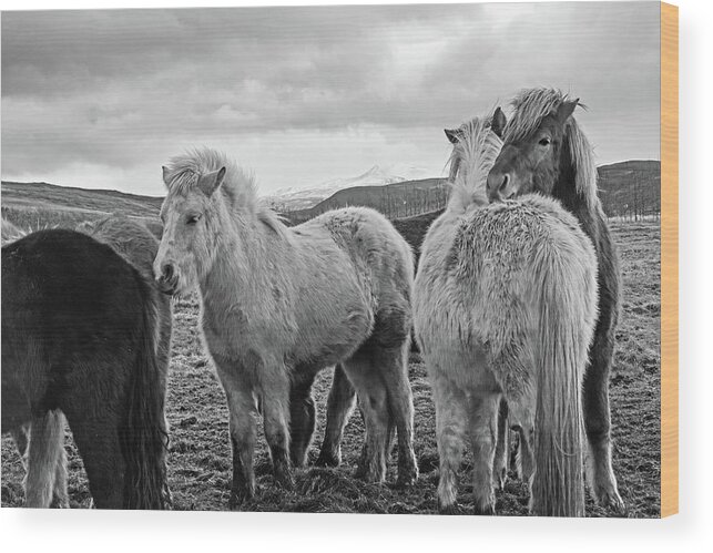 Iceland Wood Print featuring the photograph Icelandic Horse Cuddle Iceland Black and White by Toby McGuire