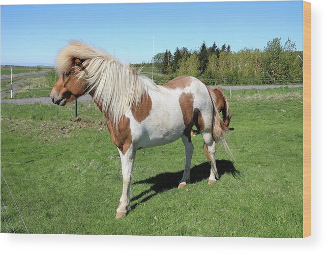 Horse Wood Print featuring the photograph Icelandic Horse by Richard Krebs