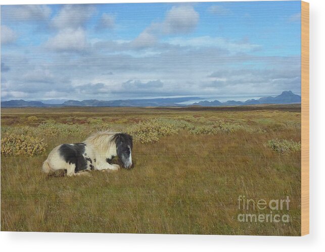 Photography Wood Print featuring the photograph Icelandic Pony 2 by Stephanie Gambini