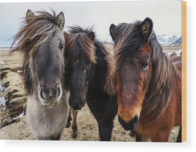 Iceland Wood Print featuring the photograph Icelandic Wild Horses. Iceland by Earth And Spirit