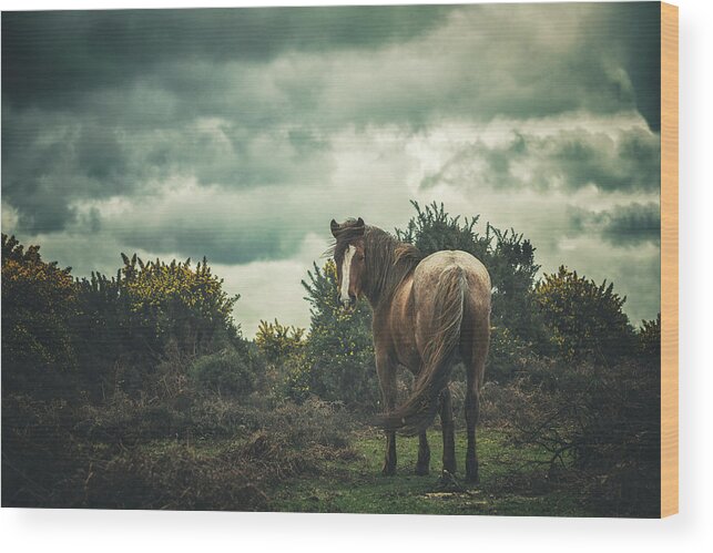 New Forest Pony Wood Print featuring the photograph I'll wait for you by Lisa Saint