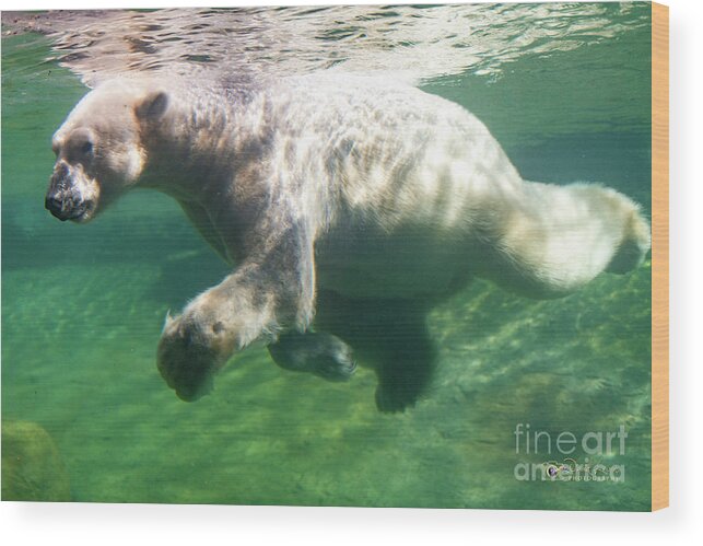 David Levin Photography Wood Print featuring the photograph I'm Swimming as Fast as I Can by David Levin