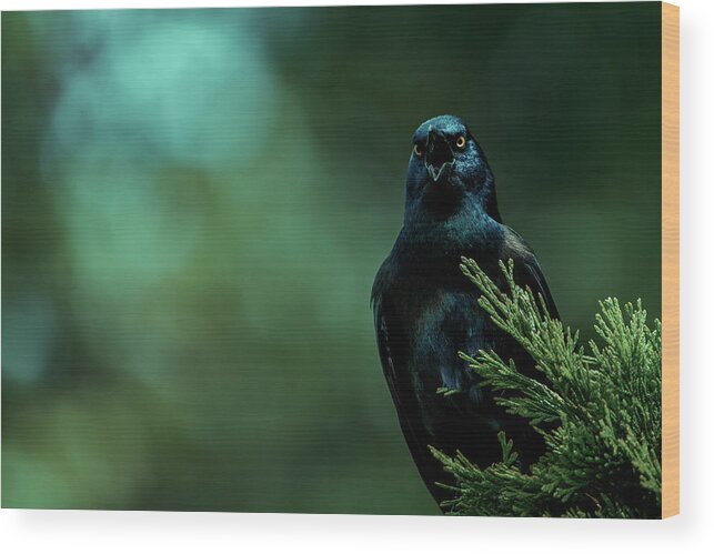 Grackle Wood Print featuring the photograph In Control by Rich Kovach