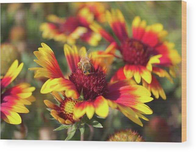 Indian Blanket Wood Print featuring the photograph Indian Blanket and bee by Jean Evans