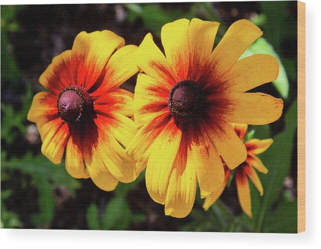 Blanket Flower Wood Print featuring the photograph Indian Blanket Flowers by Aashish Vaidya