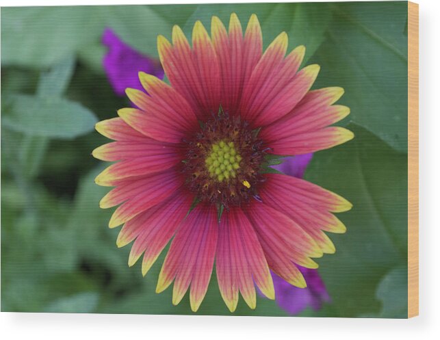  Wood Print featuring the photograph Indian Blanket by Melissa Torres