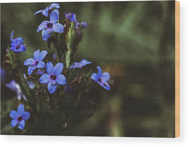 Flora Wood Print featuring the photograph Indigo Bloom by Mireyah Wolfe