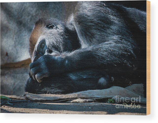 Animals Wood Print featuring the photograph Insomnia by David Levin
