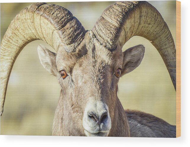 Sheep Wood Print featuring the photograph Intimidating Bighorn by Ed Stokes