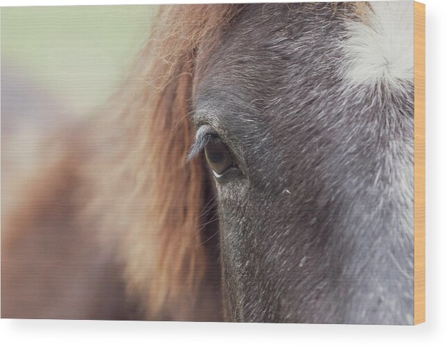 Horse Wood Print featuring the photograph Into the Soul by Holly Ross