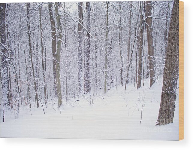 Woods Wood Print featuring the photograph Into the woods by Yvonne M Smith