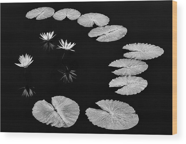 Water Lilies Wood Print featuring the photograph Invisible Connection by Elvira Peretsman