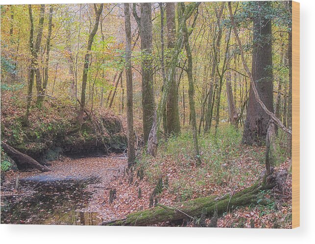 Island Creek Wood Print featuring the photograph Island Creek Trail - November 2021 by Bob Decker
