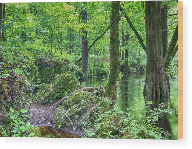 Croatan National Forest Wood Print featuring the photograph Island Creek Trail of the Croatan National Forest by Bob Decker