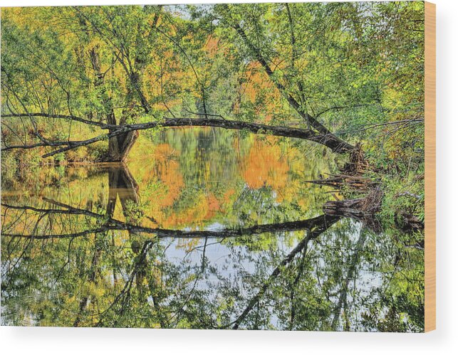 Wausau Wood Print featuring the photograph Isle Of Ferns Park Tree Arch by Dale Kauzlaric