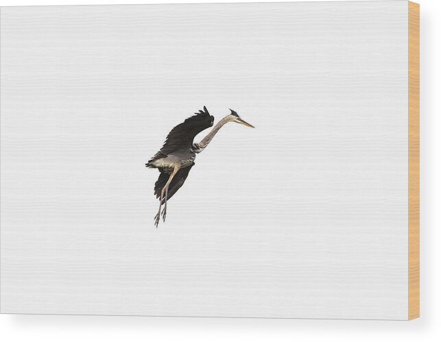 Great Blue Heron Wood Print featuring the photograph Isolated Great Blue Heron 2019-5 by Thomas Young