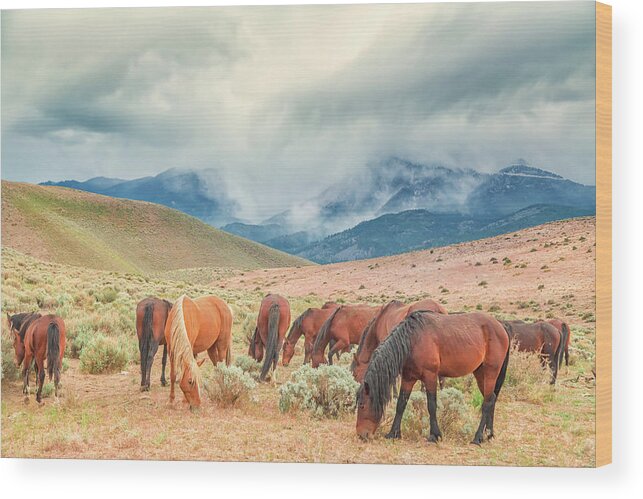 Nevada Wood Print featuring the photograph Ivan's Band Grazing by Marc Crumpler