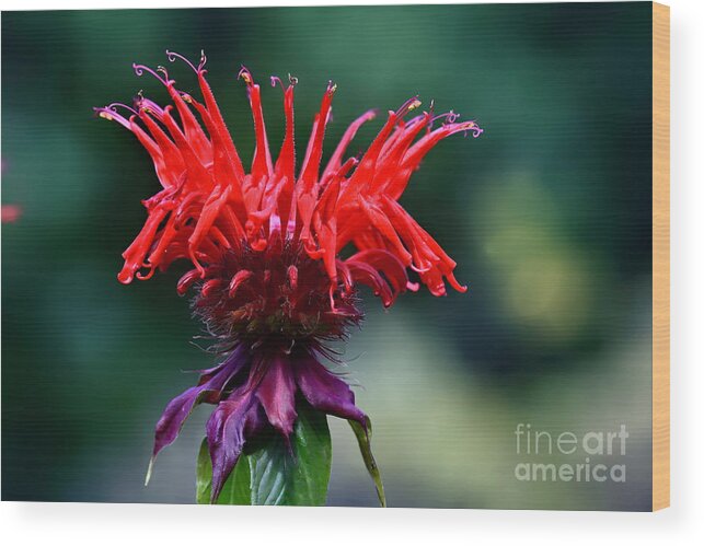 Floral Wood Print featuring the photograph Jacob Cline Beebalm by Diana Mary Sharpton