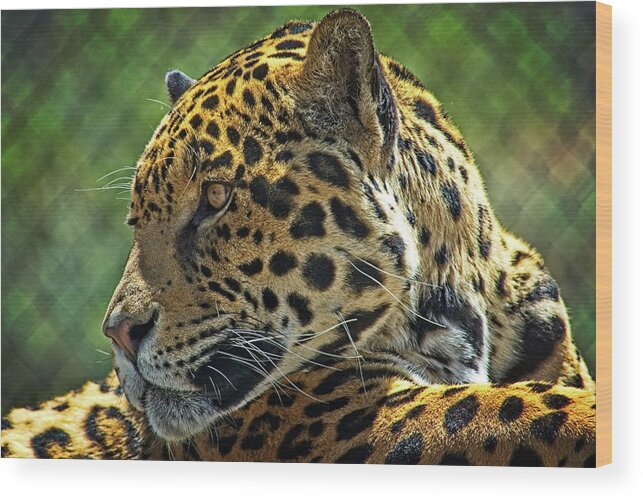 Mammal Wood Print featuring the photograph Jaguar Profile by David Desautel