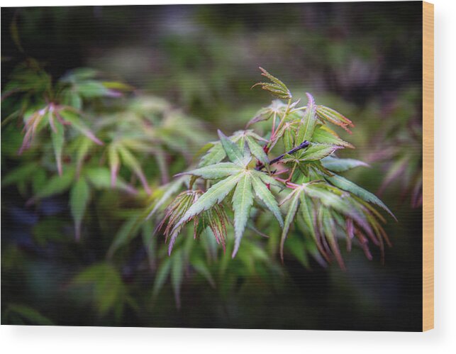 Garden Wood Print featuring the photograph Japanese Maple Leaves by Greg and Chrystal Mimbs