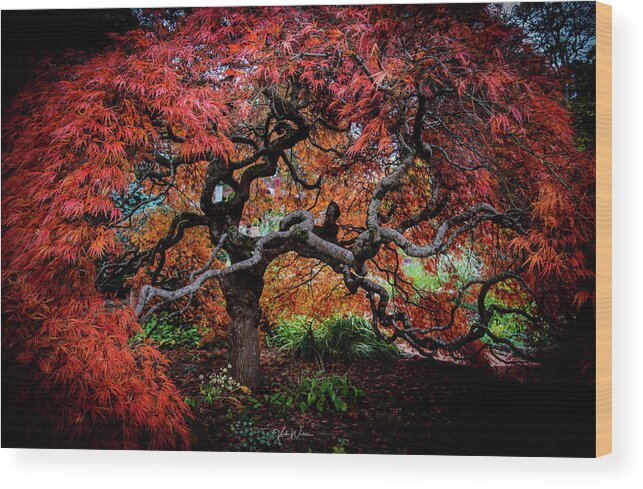 Japanese Wood Print featuring the photograph Japanese Maple by Vicki Walsh