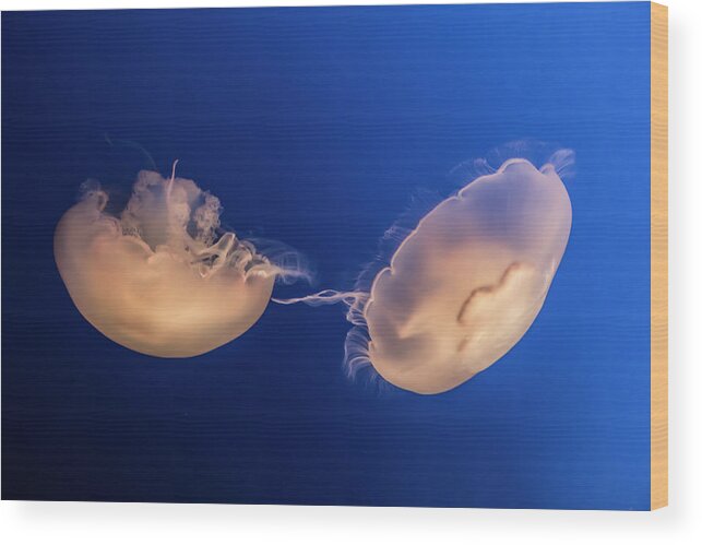 Color Wood Print featuring the photograph Jellyfish by Gary Geddes