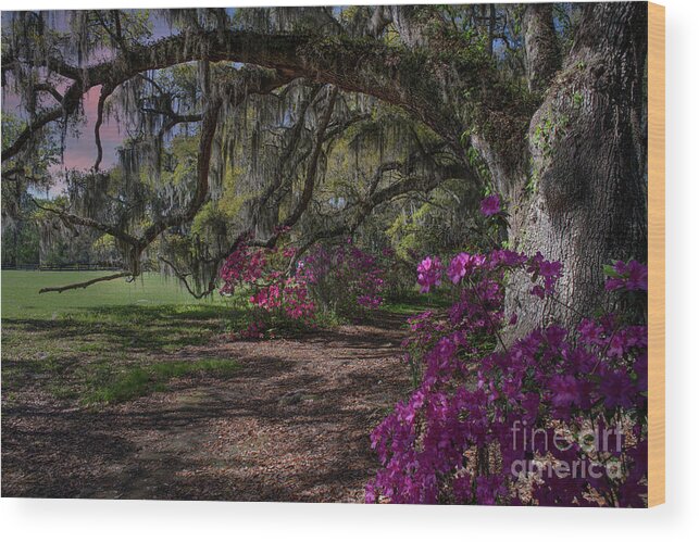 Magnolia Plantation Wood Print featuring the photograph Jewel of the South - Magnolia Plantation by Dale Powell