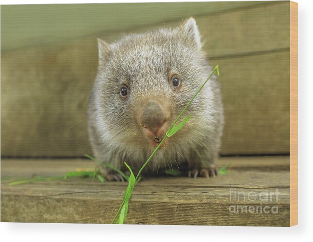 Wombat Wood Print featuring the photograph joey of Wombat feeding by Benny Marty