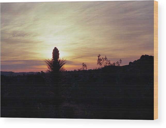 Tom Daniel Wood Print featuring the photograph Joshua Candle #1 by Tom Daniel