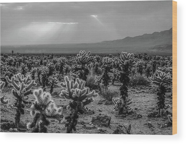 Joshua Wood Print featuring the photograph Joshua Tree Cholla Cactus Garden Joshua Tree CA Sunrays Black and White by Toby McGuire