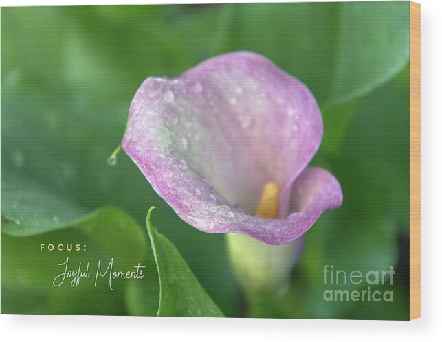Calla Lily Wood Print featuring the photograph Joyful Moments by Amy Dundon