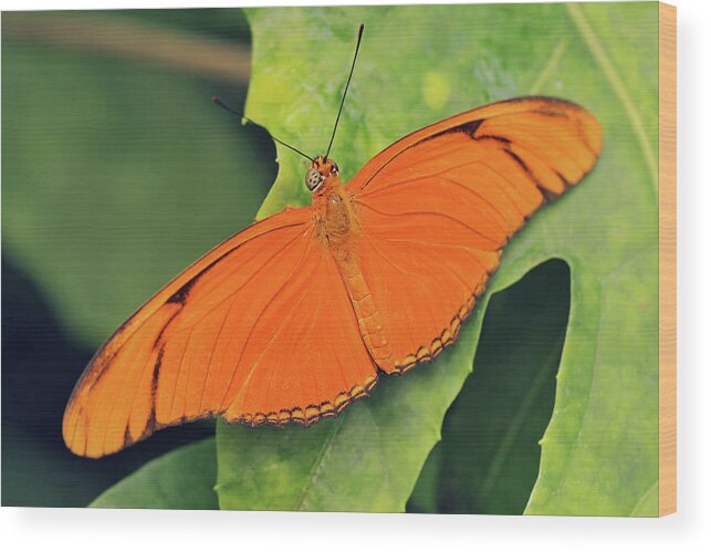 Butterfly Wood Print featuring the photograph Julia by Maria Meester