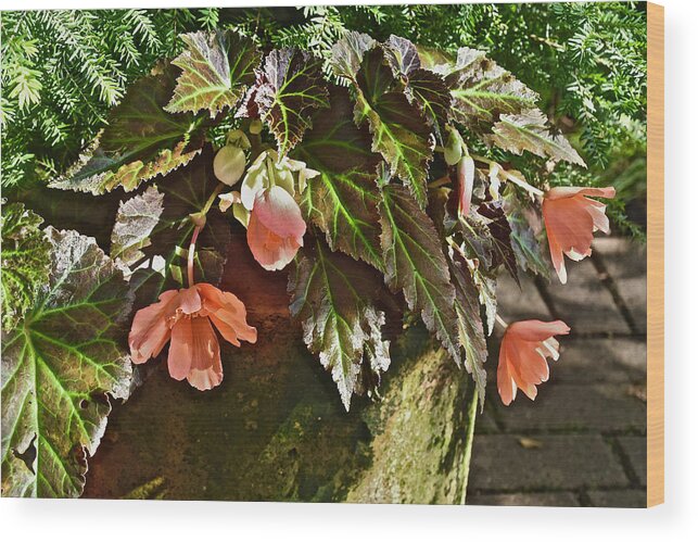 Begonia Wood Print featuring the photograph July Garden Visit Orange Begonia by Janis Senungetuk