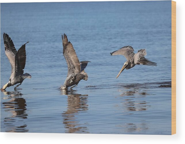 Pelican Wood Print featuring the photograph Jumping contest by Mingming Jiang