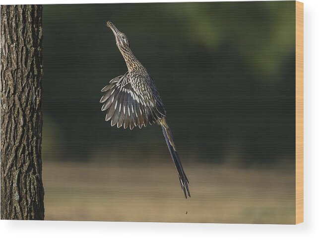 Greater Roadrunner Wood Print featuring the photograph Jumping to Feed by Puttaswamy Ravishankar