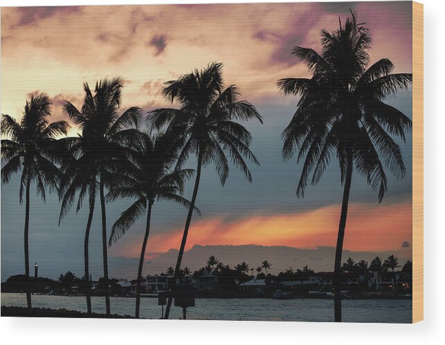 Palm Tree Wood Print featuring the photograph Jupiter Inlet Palms at Sunset by Laura Fasulo