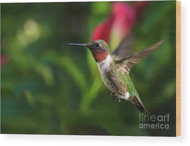 Hummingbird Wood Print featuring the photograph Just a perfect day by Darya Zelentsova