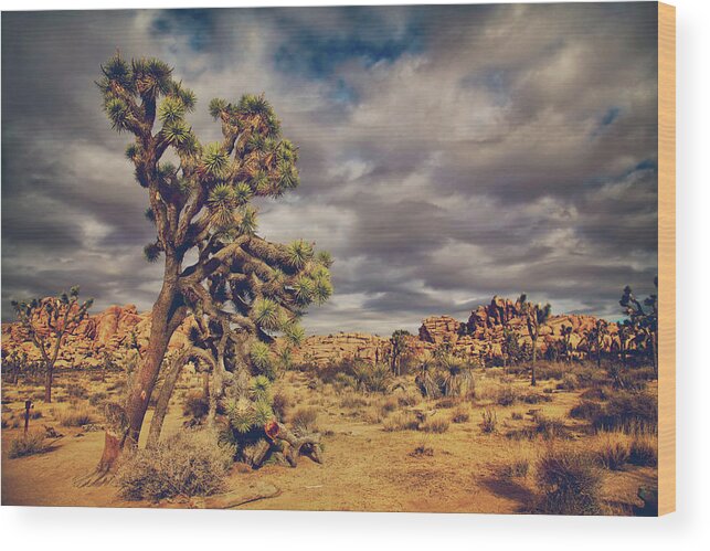 Joshua Tree National Park Wood Print featuring the photograph Just a Touch of Madness by Laurie Search