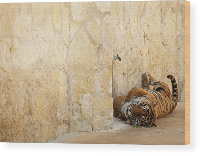 Tiger Wood Print featuring the photograph Just Chillin' by Melissa Southern