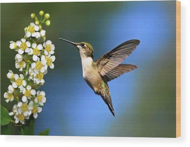 Hummingbird Wood Print featuring the photograph Just Looking by Christina Rollo