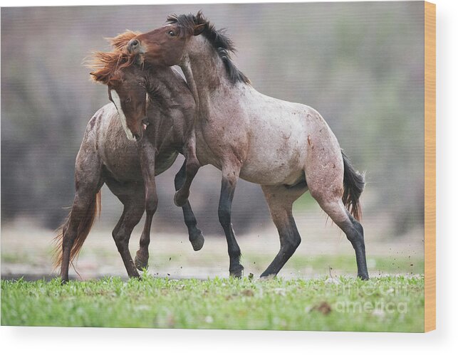 Battle Wood Print featuring the photograph Just Playing 2 by Shannon Hastings